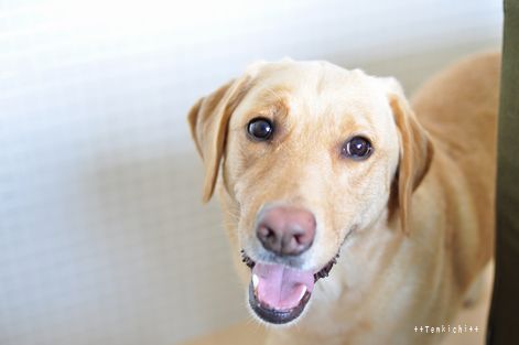 井上かなえオフィシャルブログ　「母ちゃんちの晩御飯とどたばた日記」Powered by Ameba