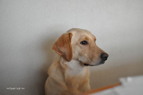 母ちゃんちの晩御飯とどたばた日記