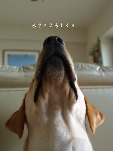 tenkichiのブログ-PC319450