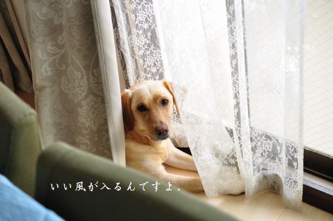 井上かなえオフィシャルブログ　「母ちゃんちの晩御飯とどたばた日記」Powered by Ameba