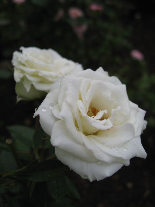 純白の花びらの上の雨水
