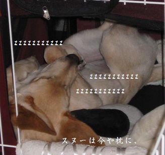 またもや夢の世界へ