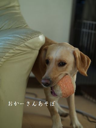 母ちゃんちの晩御飯とどたばた日記