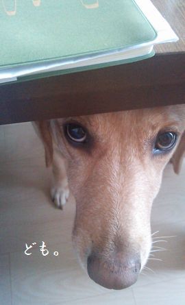 井上かなえオフィシャルブログ　「母ちゃんちの晩御飯とどたばた日記」Powered by Ameba