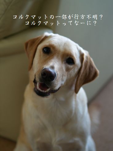 母ちゃんちの晩御飯とどたばた日記-ごまかし?