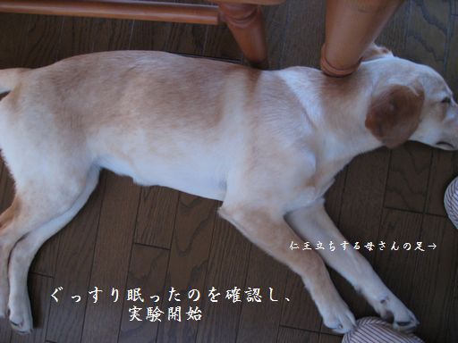たるたる