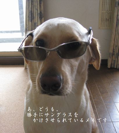 母ちゃんちの晩御飯とどたばた日記-サングラス2