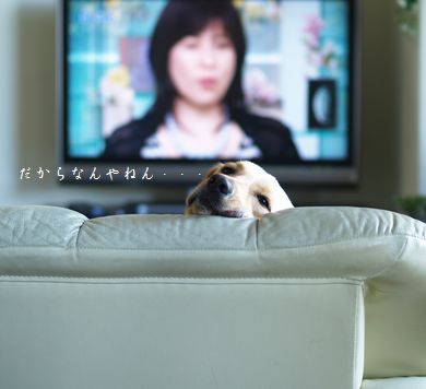 おかえさん?