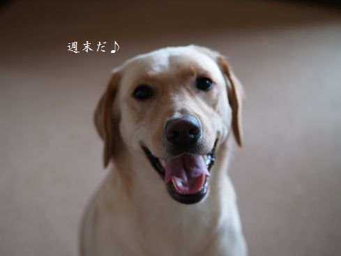 母ちゃんちの晩御飯とどたばた日記