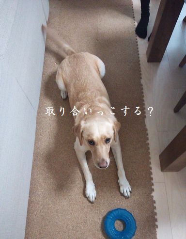 井上かなえオフィシャルブログ　「母ちゃんちの晩御飯とどたばた日記」Powered by Ameba