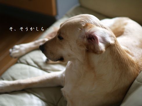 寝癖