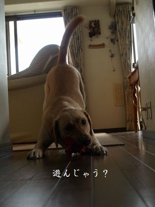 母ちゃんちの晩御飯とどたばた日記