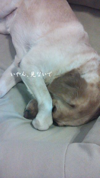 井上かなえオフィシャルブログ　「母ちゃんちの晩御飯とどたばた日記」Powered by Ameba