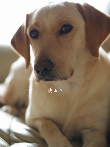 母ちゃんちの晩御飯とどたばた日記