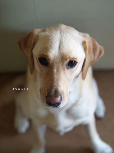 母ちゃんちの晩御飯とどたばた日記