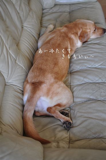 母ちゃんちの晩御飯とどたばた日記