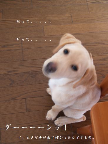 母ちゃんちの晩御飯とどたばた日記-お座りメイさん