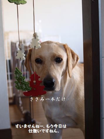 tenkichiのブログ-PC031381