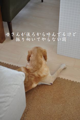 井上かなえオフィシャルブログ　「母ちゃんちの晩御飯とどたばた日記」Powered by Ameba