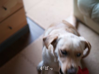 母ちゃんちの晩御飯とどたばた日記