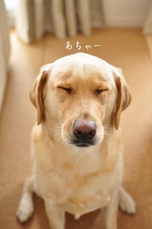 井上かなえオフィシャルブログ　「母ちゃんちの晩御飯とどたばた日記」Powered by Ameba