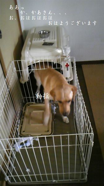 母ちゃんちの晩御飯とどたばた日記