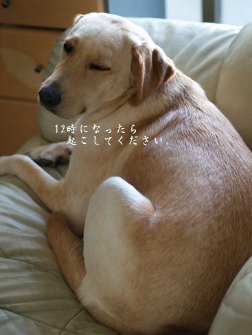 tenkichiのブログ-PC198743