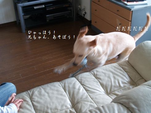 tenkichiのブログ-PA126912