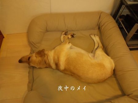 井上かなえオフィシャルブログ　「母ちゃんちの晩御飯とどたばた日記」Powered by Ameba