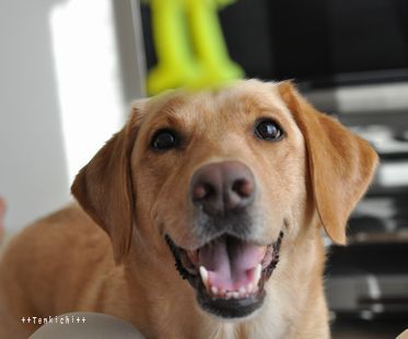 井上かなえオフィシャルブログ　「母ちゃんちの晩御飯とどたばた日記」Powered by Ameba