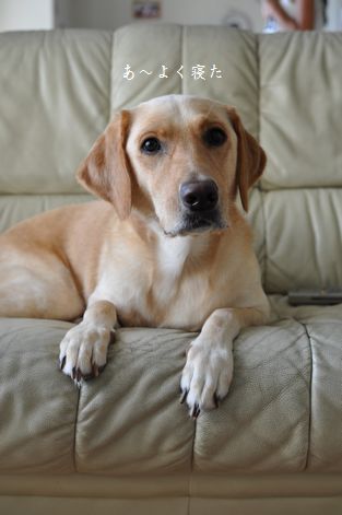 母ちゃんちの晩御飯とどたばた日記