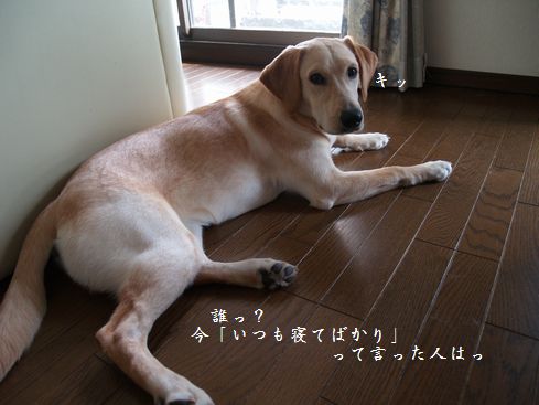 睨まれた・・・