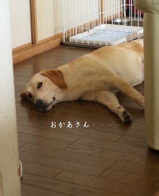 母ちゃんちの晩御飯とどたばた日記-P7274977
