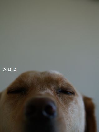 母ちゃんちの晩御飯とどたばた日記