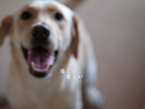 母ちゃんちの晩御飯とどたばた日記