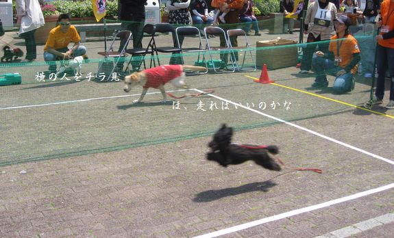 おいでおいで