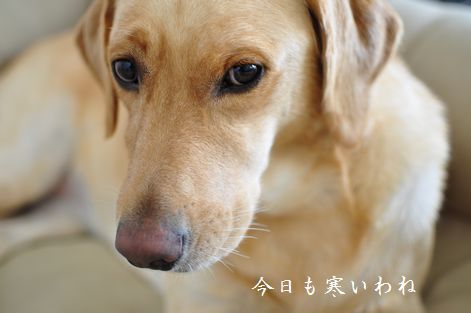 井上かなえオフィシャルブログ　「母ちゃんちの晩御飯とどたばた日記」Powered by Ameba