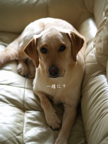 母ちゃんちの晩御飯とどたばた日記