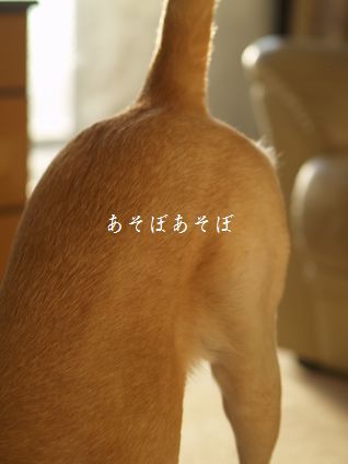母ちゃんちの晩御飯とどたばた日記