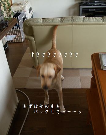 お座りのしかた