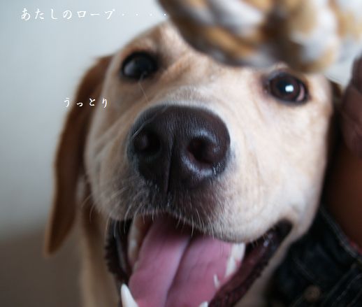 母ちゃんちの晩御飯とどたばた日記-P7315186
