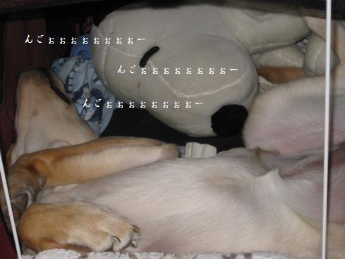 相変わらずの寝姿