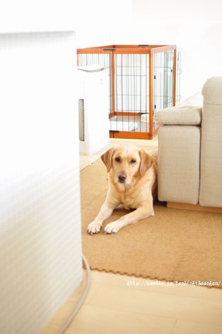 井上かなえオフィシャルブログ　「母ちゃんちの晩御飯とどたばた日記」Powered by Ameba