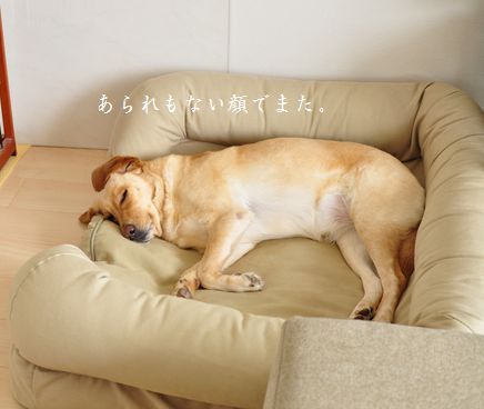 井上かなえオフィシャルブログ　「母ちゃんちの晩御飯とどたばた日記」Powered by Ameba