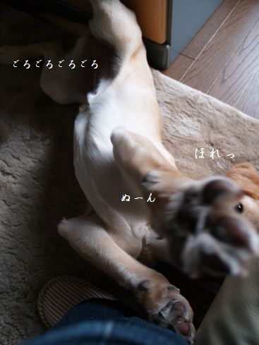 肉球お披露目
