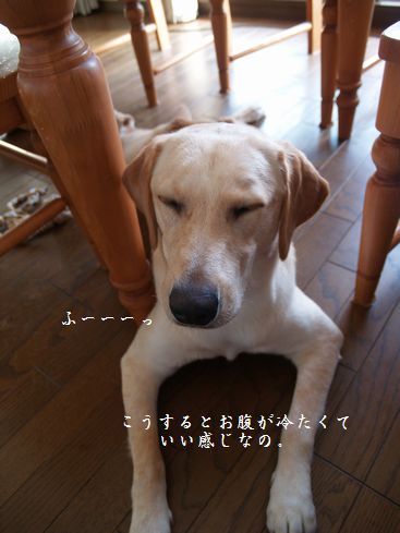 母ちゃんちの晩御飯とどたばた日記-P7295082