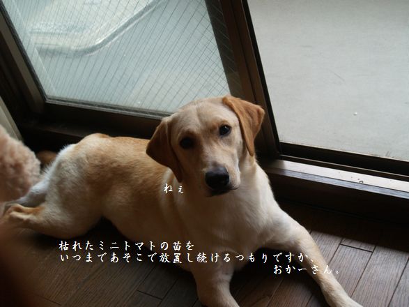 母ちゃんちの晩御飯とどたばた日記-P8235762