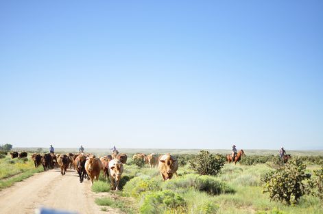 母ちゃんちの晩御飯とどたばた日記