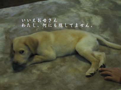 カジカジ