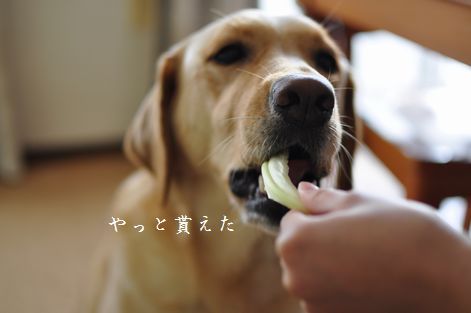 母ちゃんちの晩御飯とどたばた日記